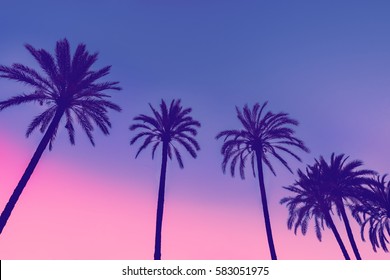 Row of tropic palm trees against sunset sky. Gradient color. Silhouette of tall palm trees. Tropical evening landscape. Diagonal purple pink gradient color. Beautiful tropic nature.