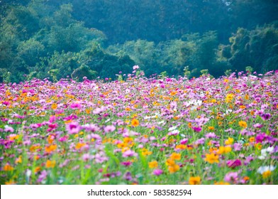 Aufstellen. Blumenfeld. Kosmosblume auf einem Gebiet. Hintergrund.