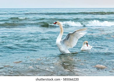 Familia de dos cisnes blancos en el mar azul. Amar por siempre