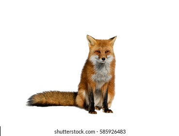 Red Fox on White Background, Isolated