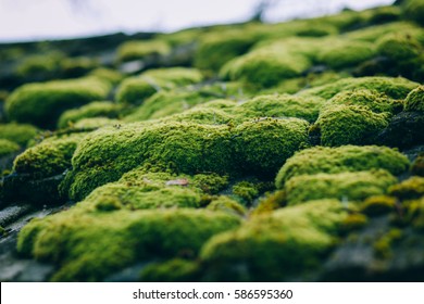 El musgo verde crecido cubre las piedras. Concepto de naturaleza.