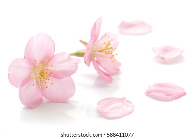 Japanische Kirschblüte und Blütenblätter