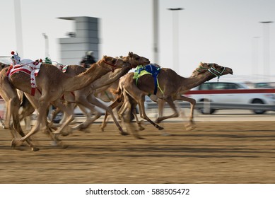 camel race in desert in morning