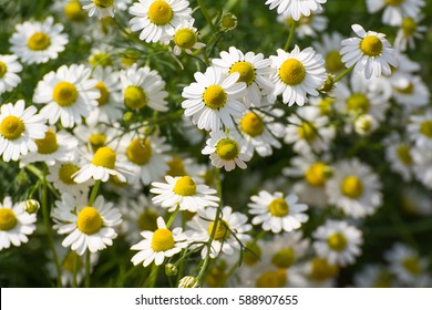 カモミール ガーデンフィールドのクローズ アップ一般的にジャーマン カモミール デイジーと呼ばれる少し黄色がかった白い花。人気のあるハーブの 1 つです。