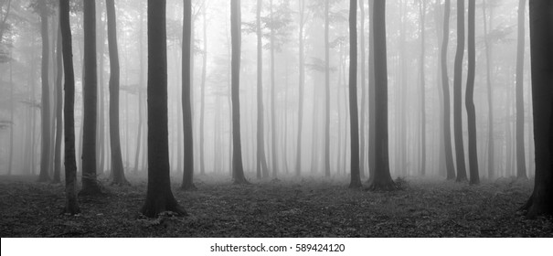 Skov af bøgetræer i efterår, tåge og regn, sort og hvid