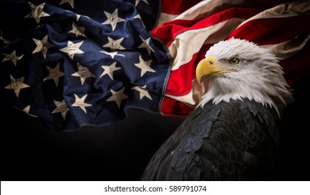Águila calva americana, símbolo de América, con bandera. Símbolos patrios de los Estados Unidos de América.