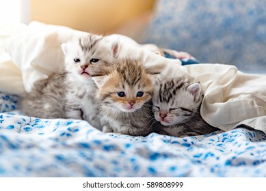 Cerca de un lindo juego de gatitos y acostado en la cama en casa