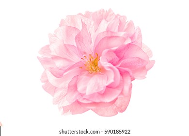 Bunga sakura bunga sakura diisolasi pada latar belakang putih. Kedalaman dangkal. Berwarna lembut