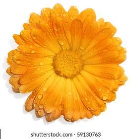 白で隔離水滴とオレンジ色の花