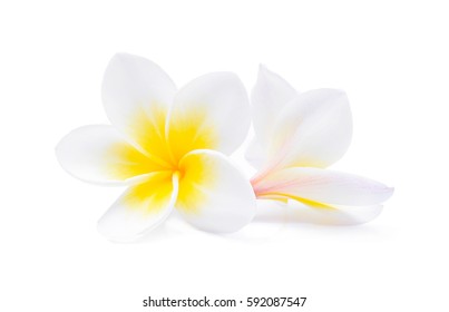 Tropische Blumen Frangipani (Plumeria) isoliert auf weißem Hintergrund