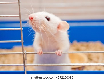 Grappige witte rat die uit een kooi kijkt (ondiepe DOF, selectieve focus op de rattenneus en snorharen)