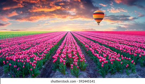 Volando en el globo sobre el campo de flores de jacinto florecientes. Colorido amanecer de primavera en el campo. Foto postprocesada de estilo artístico. Collage creativo.