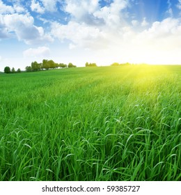 Campo de hierba, cielo azul y sol.