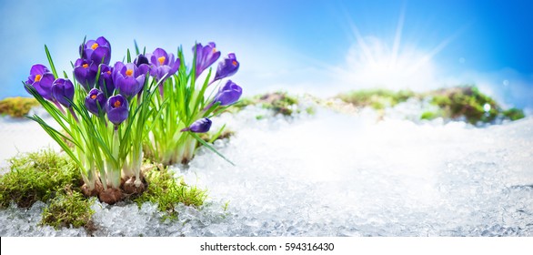 早春の雪の中で育つ紫色のクロッカス