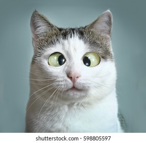 funny cat at ophthalmologist appointmet squinting close up portrait