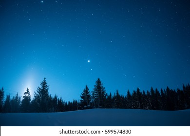 Sapins de Noël sur fond de ciel étoilé d'hiver. Lever de lune.