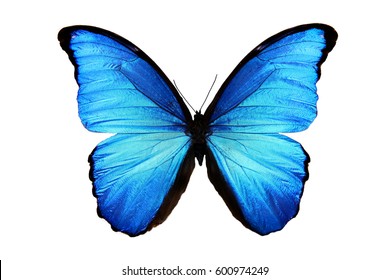 vlinder Morpho didius