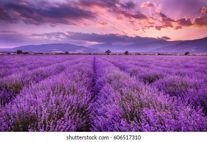 Lavendelfeldsonnenuntergang und -linien