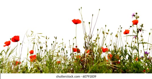 Bereich der roten Mohnblumen, isoliert auf weißem Hintergrund