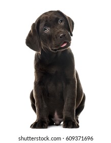 Puppy chocolade Labrador Retriever zitten, 3 maanden oud, geïsoleerd op wit