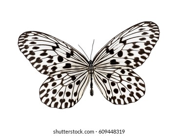 Butterfly Idea hypermnestra, geïsoleerd op wit