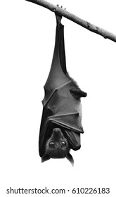 Bat, Hanging Lyle's flying fox isolated on white background present on black and white color, Pteropus lylei