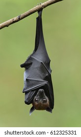 Bat, Hanging Lyle's flying fox with blur green background, Pteropus lylei