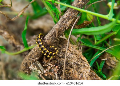 Centipede Island liegt bei den trockenen Zweigen.