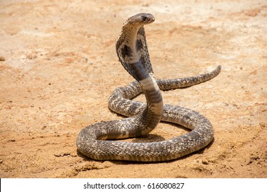 King Cobra di atas pasir