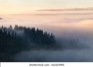 霧に覆われた山の森