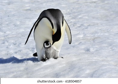 Emperor Penguin with chick