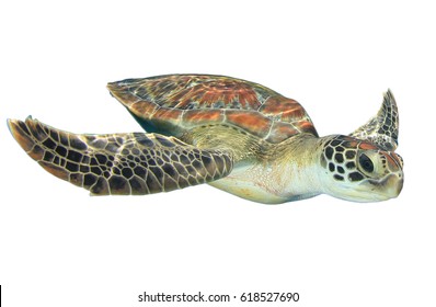 Meeresschildkröte isoliert auf weißem Hintergrund