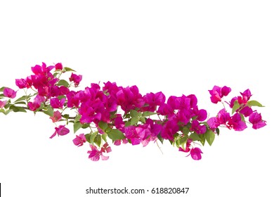 Purple Bougainvillea 4K wallpaper download