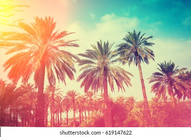 Row of tropical palm trees against sunset sky. Silhouette of tall palm trees. Tropical evening landscape. Gradient color