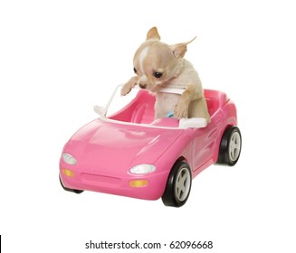Pequeño cachorro de chihuahua de color canela y blanco sentado alto en un auto deportivo de juguete convertible rosa, aislado sobre fondo blanco.