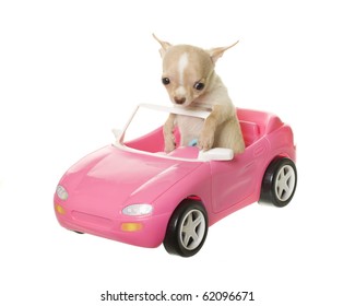 Pequeño cachorro de chihuahua de color canela y blanco sentado alto en un auto deportivo de juguete convertible rosa, aislado sobre fondo blanco.