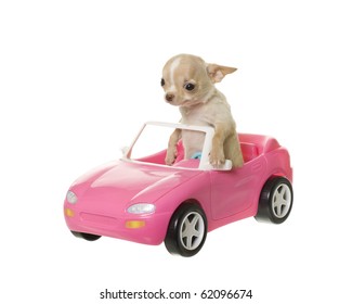 Pequeño cachorro de chihuahua de color canela y blanco sentado alto en un auto deportivo de juguete convertible rosa, aislado sobre fondo blanco.