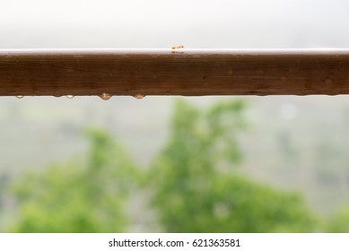 Муравей в капле дождя
