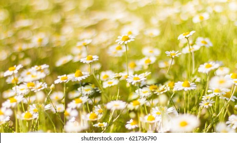 Mooi gebied van madeliefjebloemen in het voorjaar. Wazig abstracte zomerweide met heldere bloesems