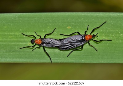 Un par de Lovebugs de apareamiento (Plecia nearctica) en una planta de caña en el pantano.