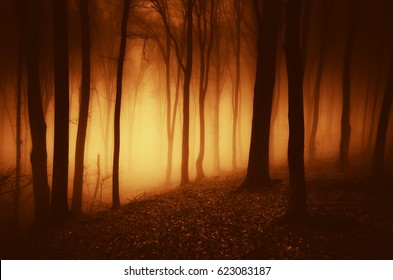 surreal scary forest dark background