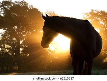 Mooi Arabisch paardsilhouet tegen ochtendzon die door nevel en bomen glanzen