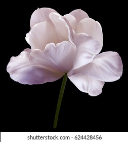 Roze bloem tulp op zwarte geïsoleerde achtergrond met uitknippad. Detailopname. geen schaduwen. Schot van wit gekleurd. Natuur.