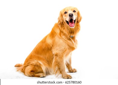 Weißer Hintergrund schoss goldenen Hund