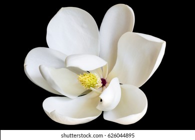 Acuarela de flor de magnolia rosa 2K descarga de fondo de pantalla