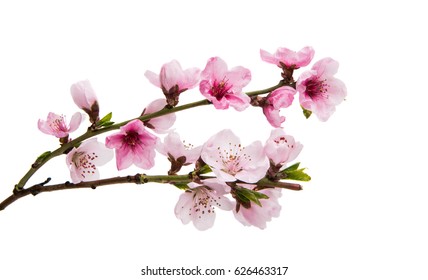 Flores de sakura aisladas sobre fondo blanco