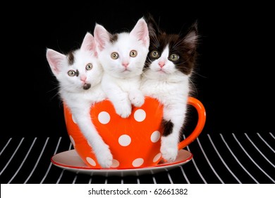 3 schattige kittens die in een grote oranje beker zitten