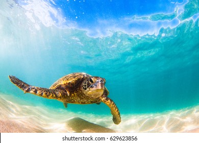 Hawaiianische Grüne Meeresschildkröte, die in den warmen Gewässern des Pazifischen Ozeans in Hawaii kreuzt