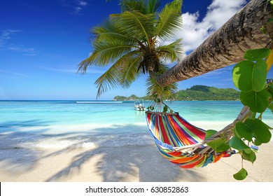 mahe Island, seychelles - Romantic cozy hammock in the shadow of the palm on the tropical beach by the sea        