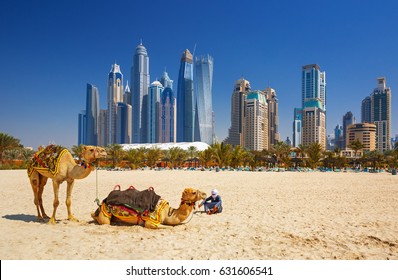 Unta di pantai Jumeirah dan gedung pencakar langit di backround di Dubai, Dubai, Uni Emirat Arab